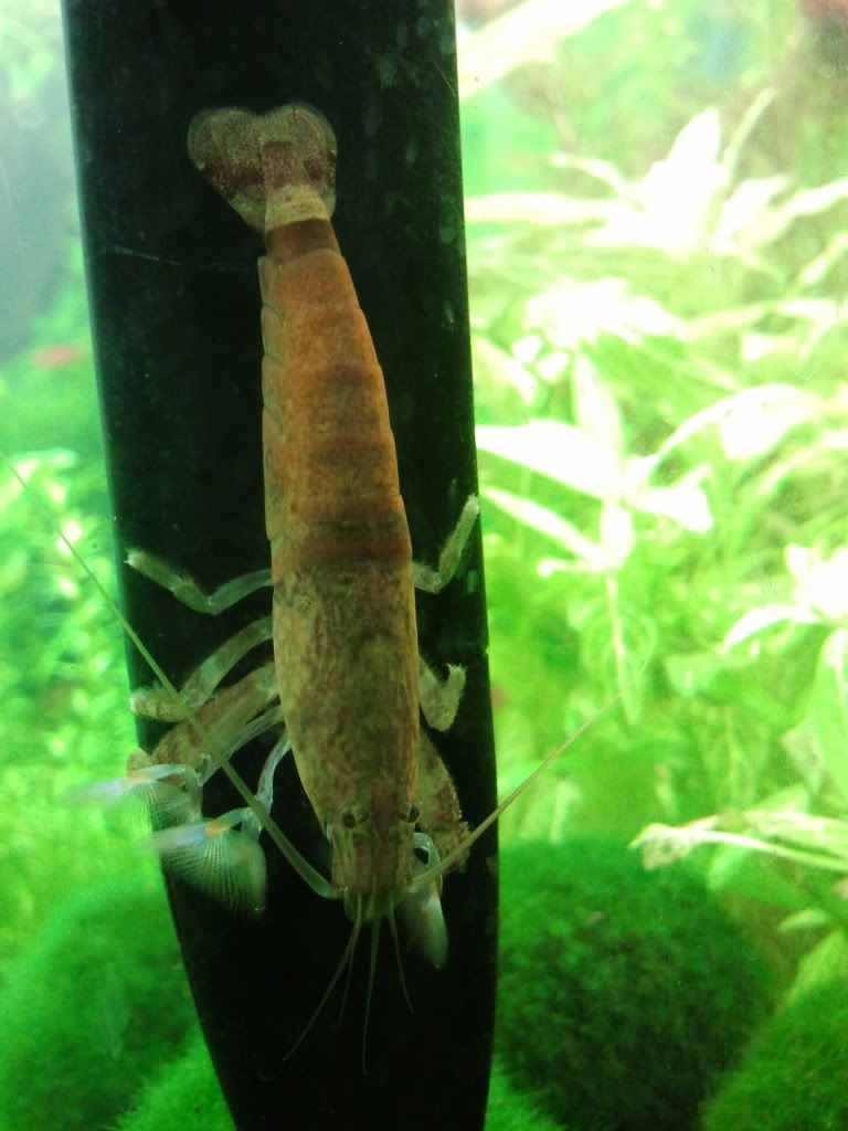 FS L056X plecos, cherry shrimps, assassin snail British Columbia